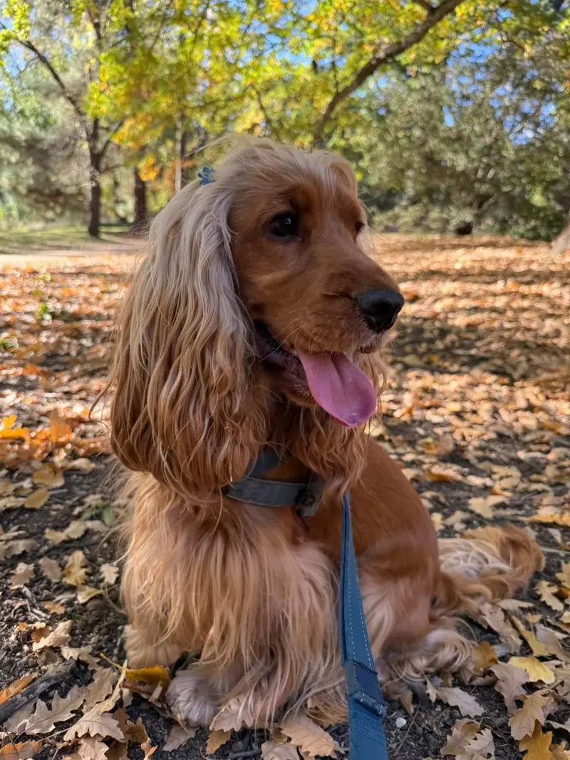 A golden cocker spaniel sitting among autumn leaves with its tongue out
