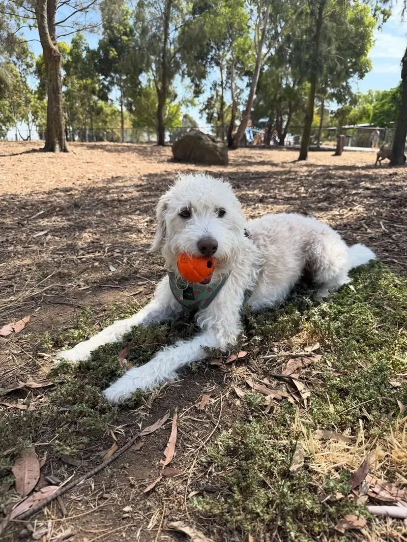 A fluffy white dog lying in the shade holding an orange ball