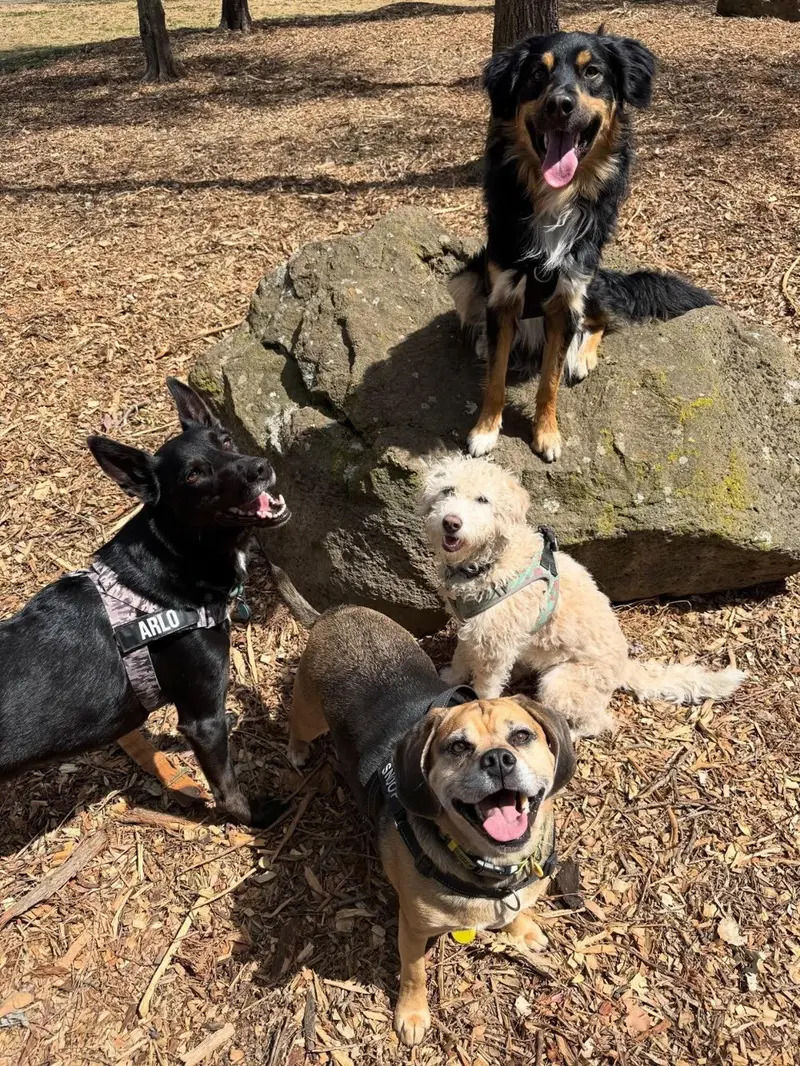 Four happy dogs looking up at the camera, one sitting on a large rock in the park