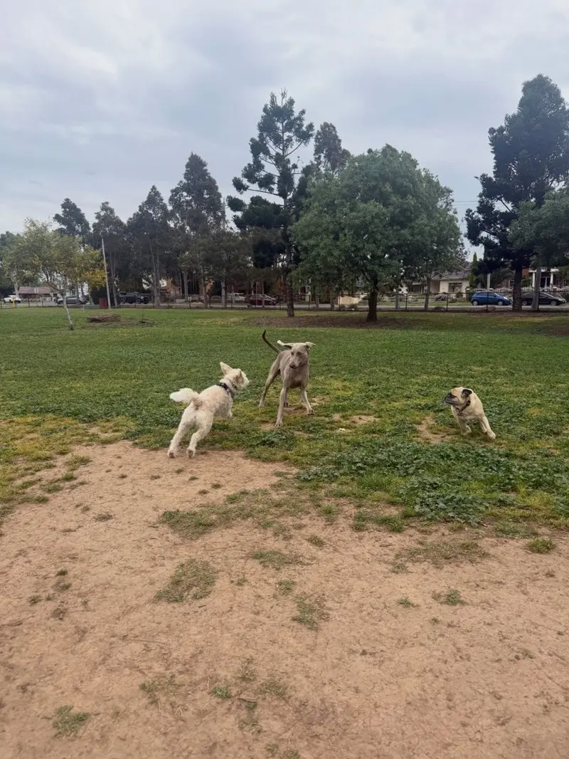 Three dogs playing and chasing each other on an open field