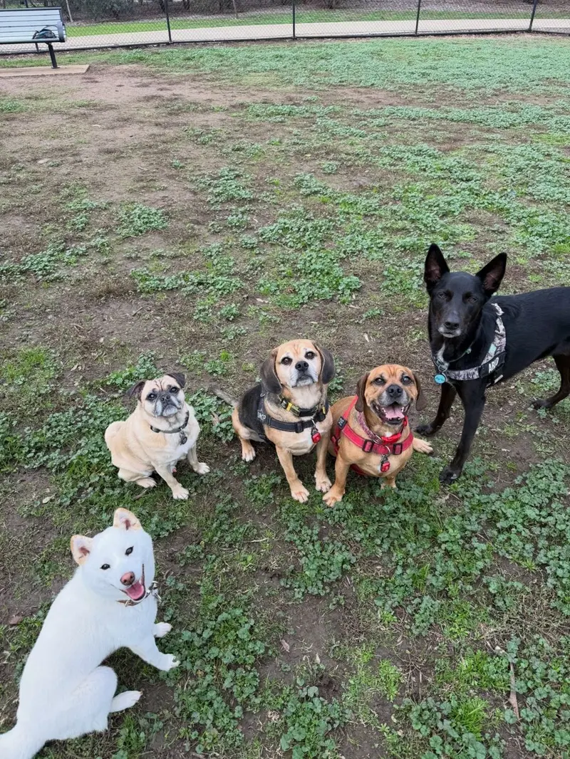 Five dogs sitting in a row at the park, all looking up at the camera