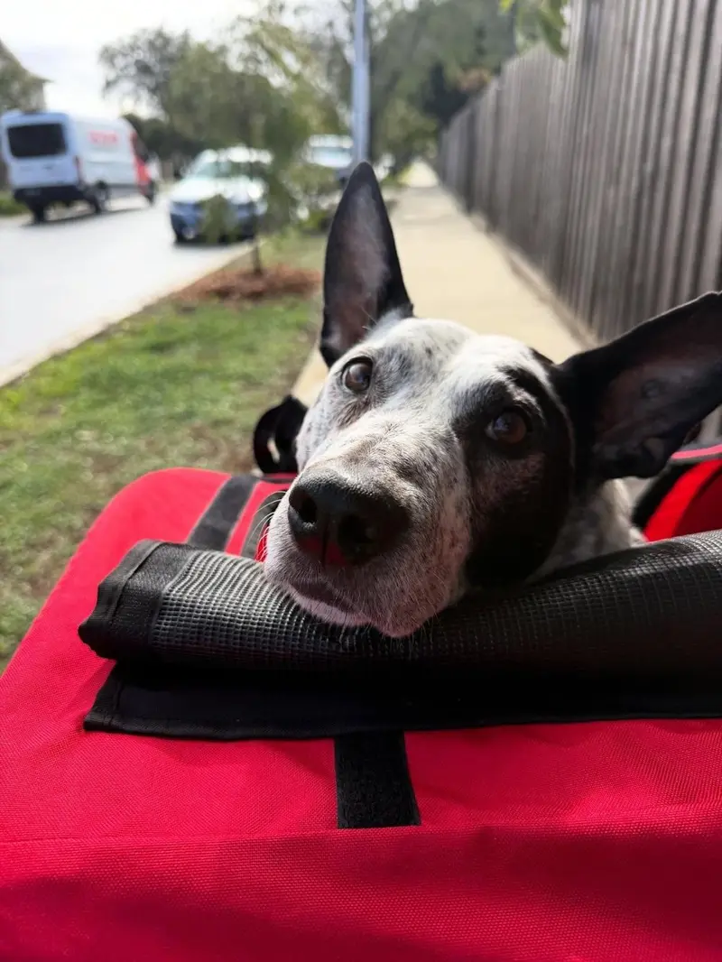 A black and white dog resting its chin on the edge of a red pet stroller, looking at the camera