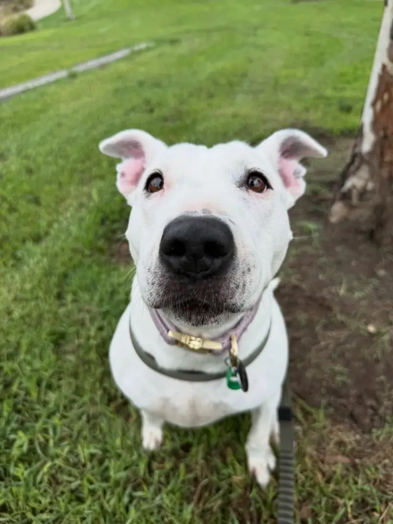 A white dog sitting on the grass looking straight at the camera